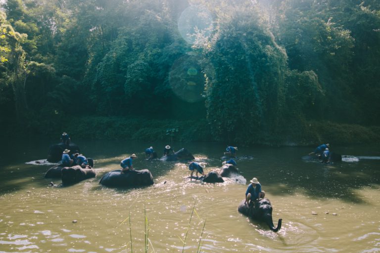 Mahouts and their elephants bathing in a river in Thailand