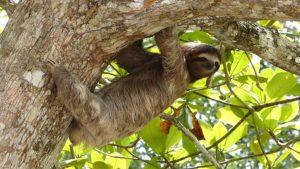A three toed sloth in a tree