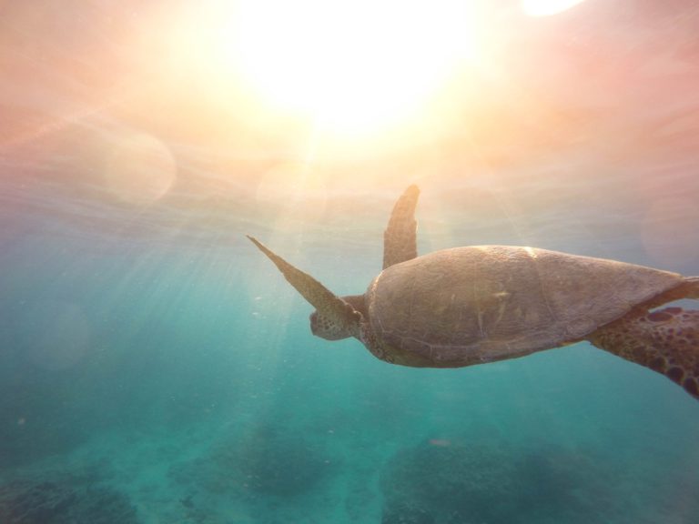 A sea turtle a stunning wild animal swimming in the ocean with the sun shinning through the water. 