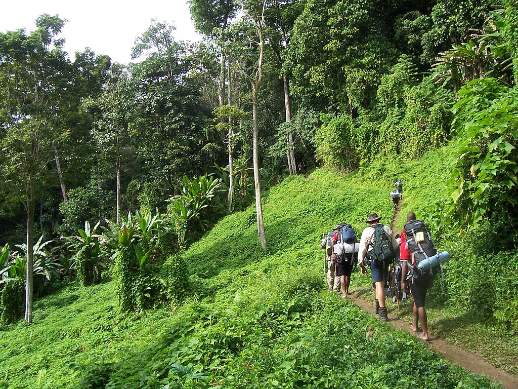 Hikers on the Kokoda track in Papua New Guinea rainforest