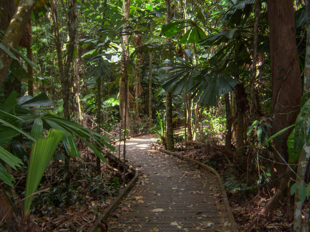 a path leading through the Daintree National Park, Australia