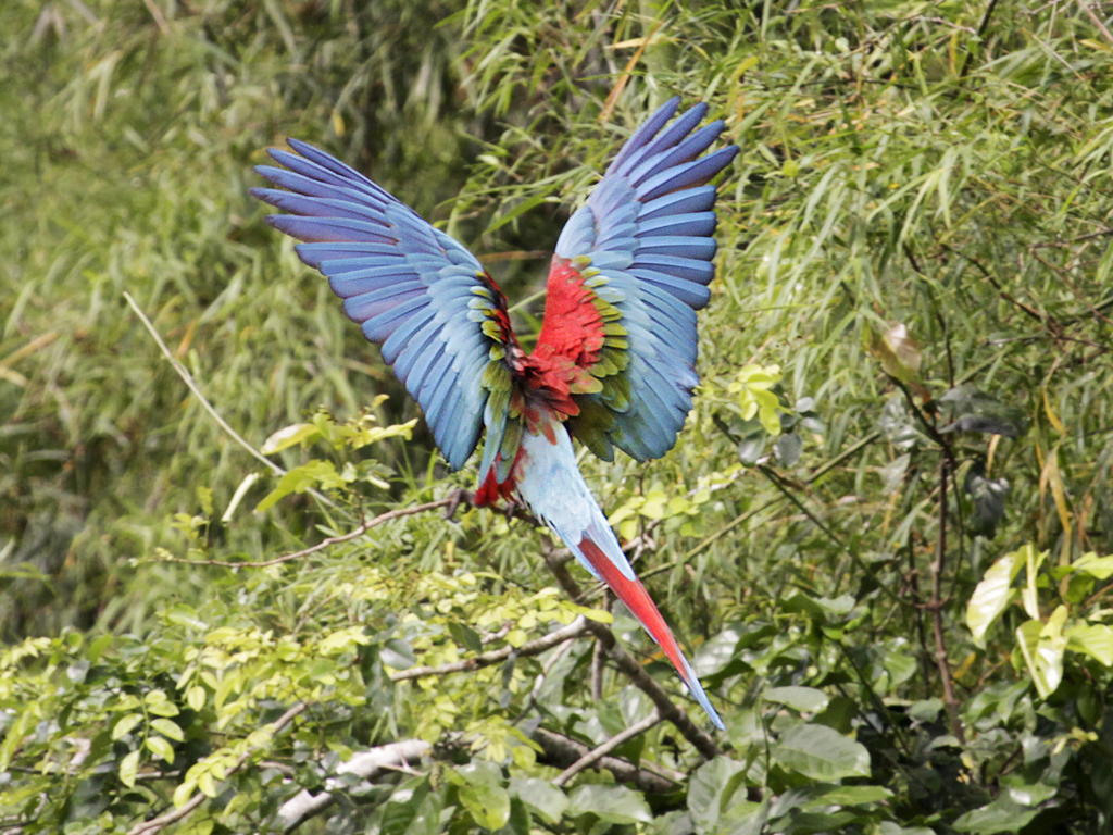 A Macaw flaps its wings in Manu National Park Peru