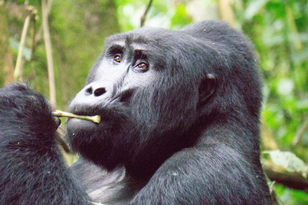 Mountain gorilla in Uganda's Impenetrable forest of of the top 10 rainforests in the world