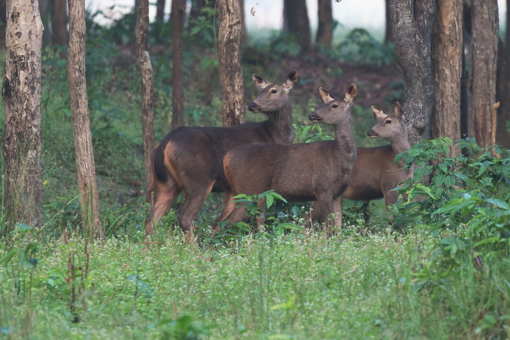 Three deer looking backward in India