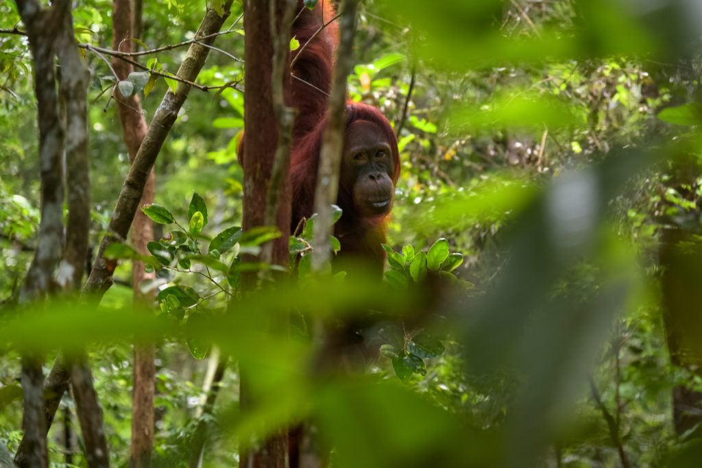 An Orangutang looking through the rainforest leaves in Borneo