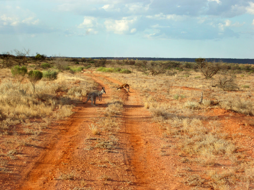a couple of kangaroos on a remote outback 4x4 track
