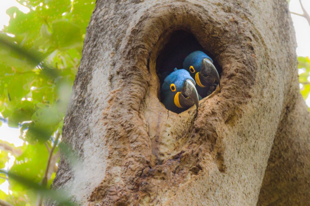 Two blue Macaws looking out of a hole in a tree in the Amazon number 1 of the top 10 rainforests