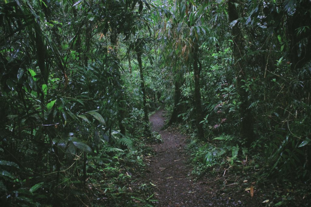 A dirt path leading through lush jungle in Costa Rica