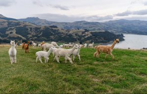 Read more about the article Move Over, Sustainable Travel. Regenerative Travel Has Arrived.