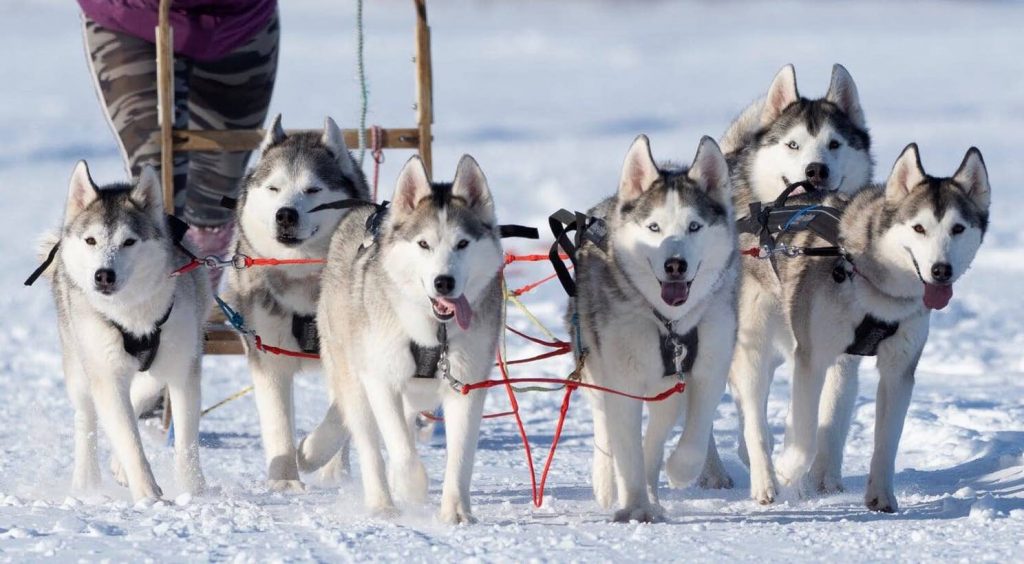 Sledding Dog