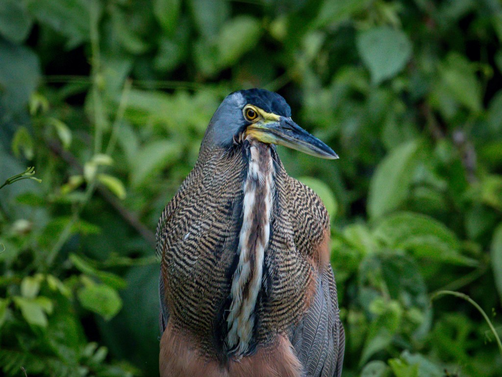 Bare Throated Tiger Heron at Tortuguero National Park, Costa Rica - bamba travel