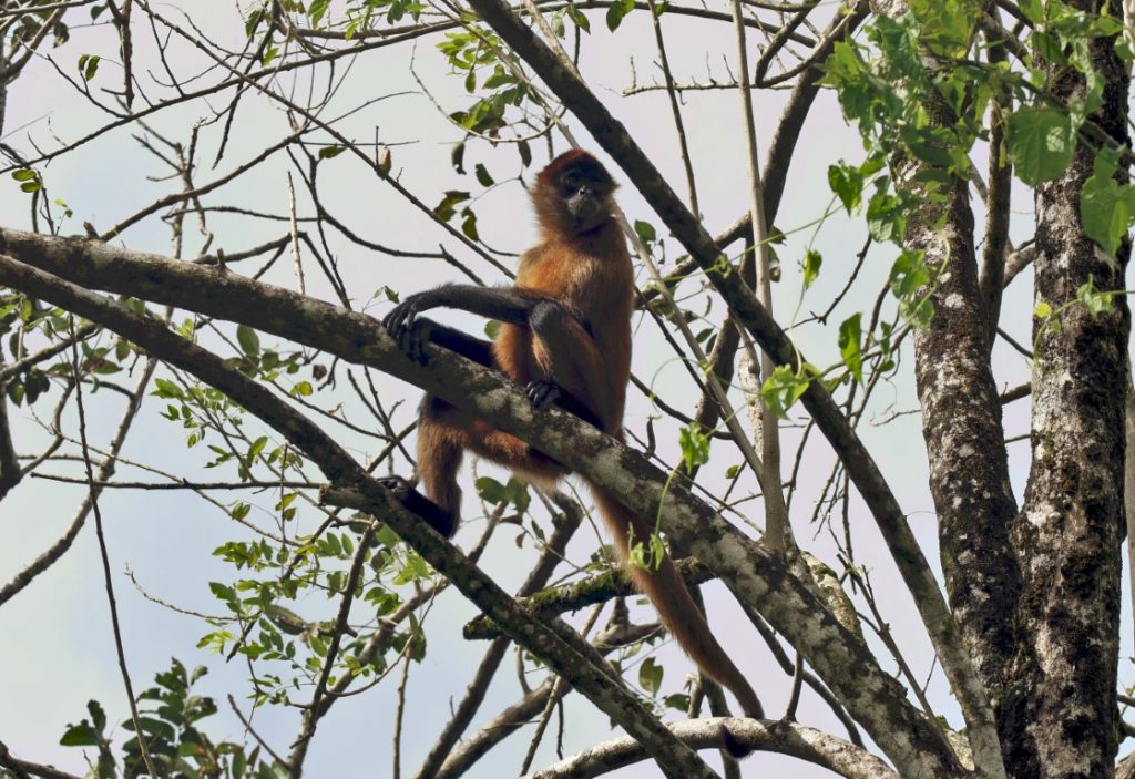 spider monkey in tortuguero national park - bamba travel - costa rica