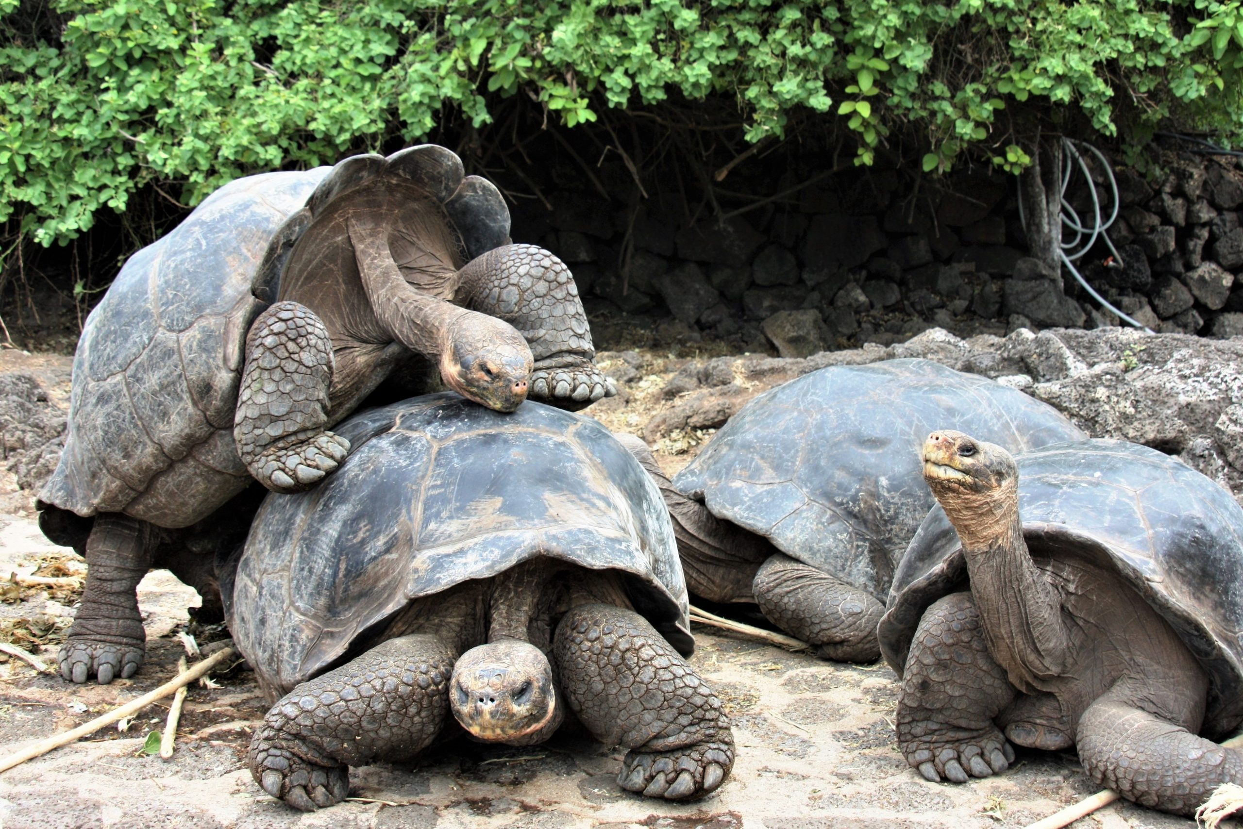 You are currently viewing Exploring the Enchanted Isles: A Family Adventure in the Galápagos