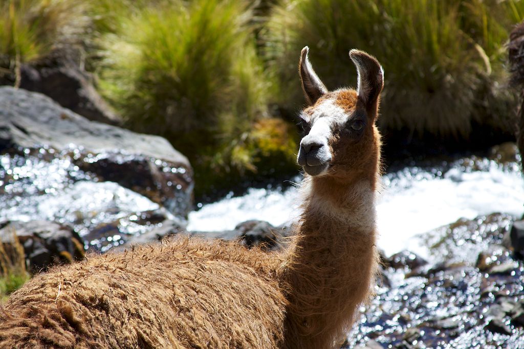 alpaca on lares trek peru - bamba travel