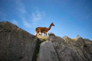 Read more about the article Can You Hike the Inca Trail Alone? Why You Need a Guide