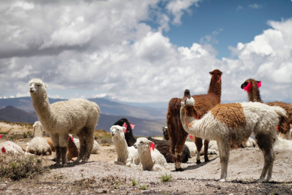 alpaca - peru inca trail - bamba travel