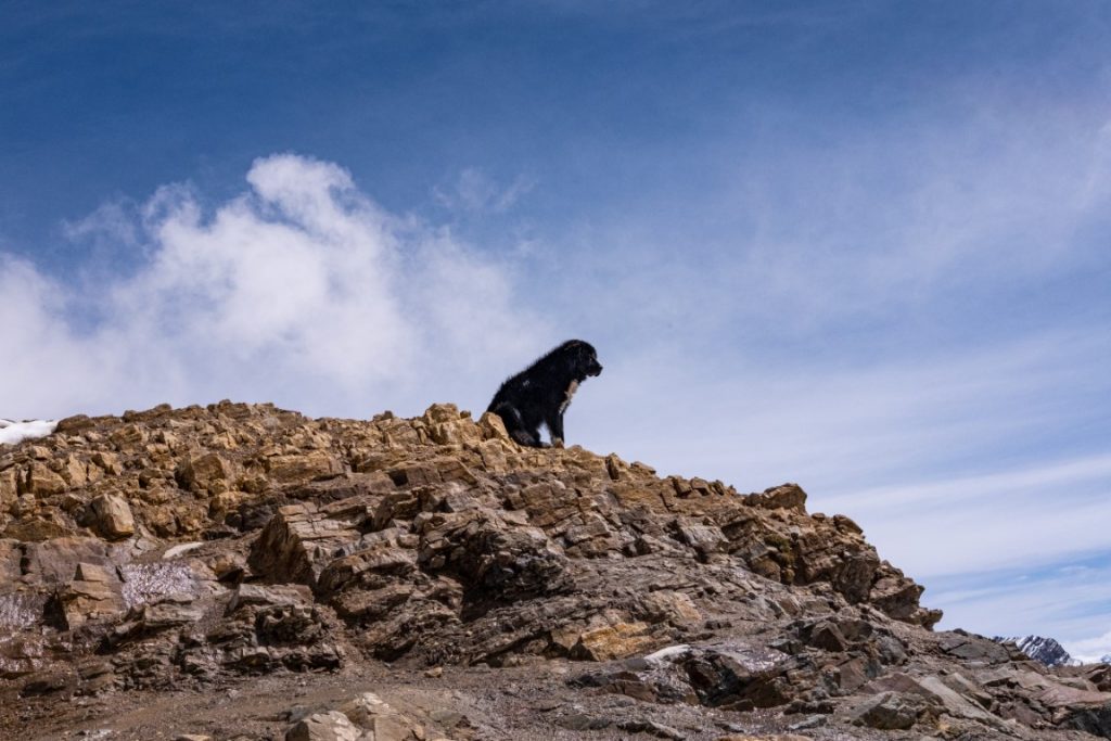 dog watching peru inca trail - bamba travel