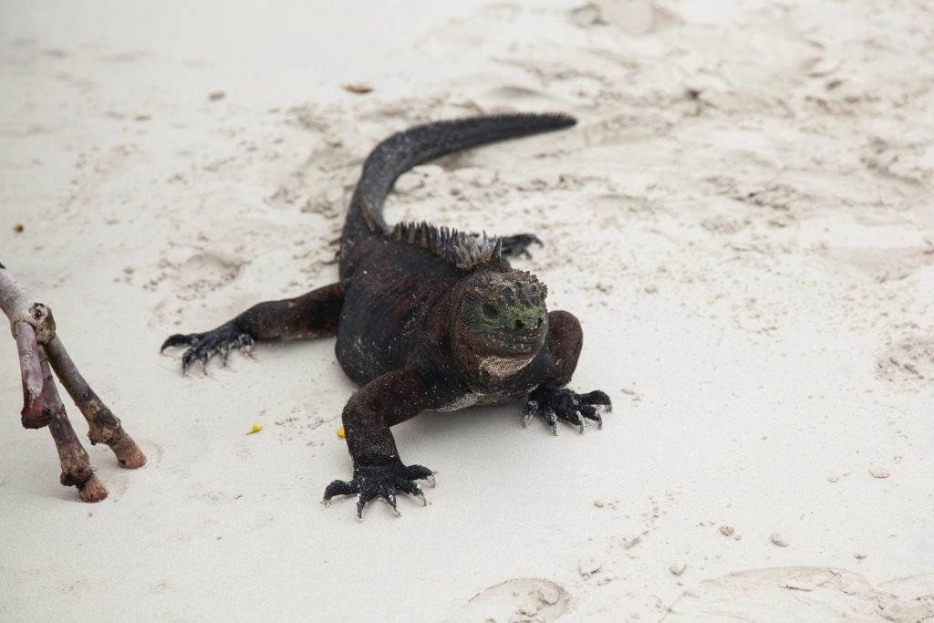 iguana in galapagos wildlife - bamba travel