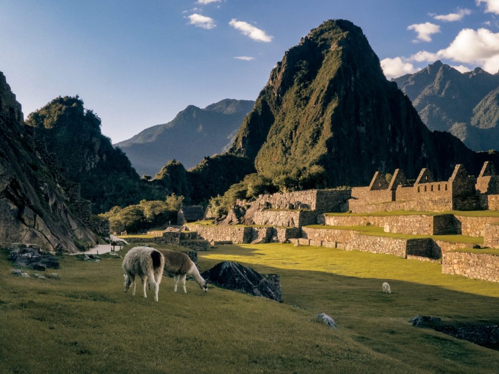llamas grazing n machu picchu peru