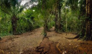 Read more about the article Exploring Puerto Maldonado and the Enchanting Amazon Jungle: A 3-Day Adventure