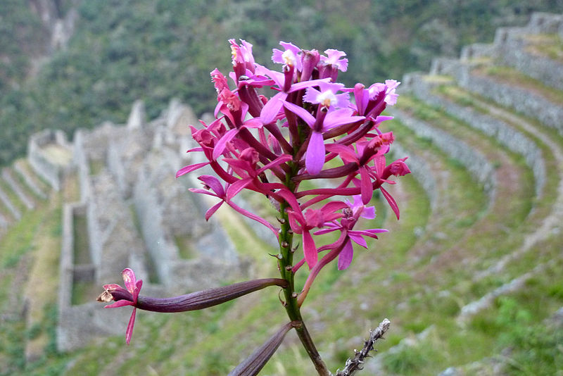 Read more about the article Enchanting Flora: The Flowers You Can Encounter on the Inca Trail
