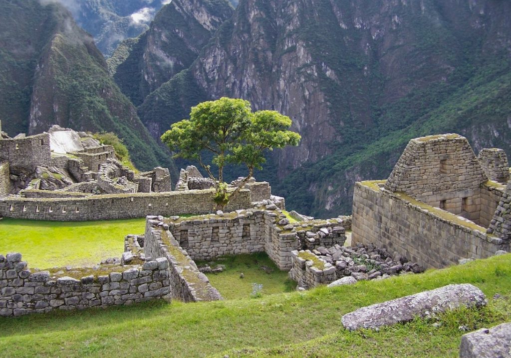 a tall tree standing in machu picchu