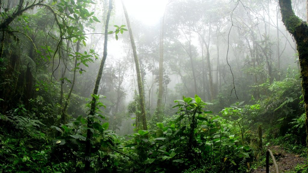 amazon jungle