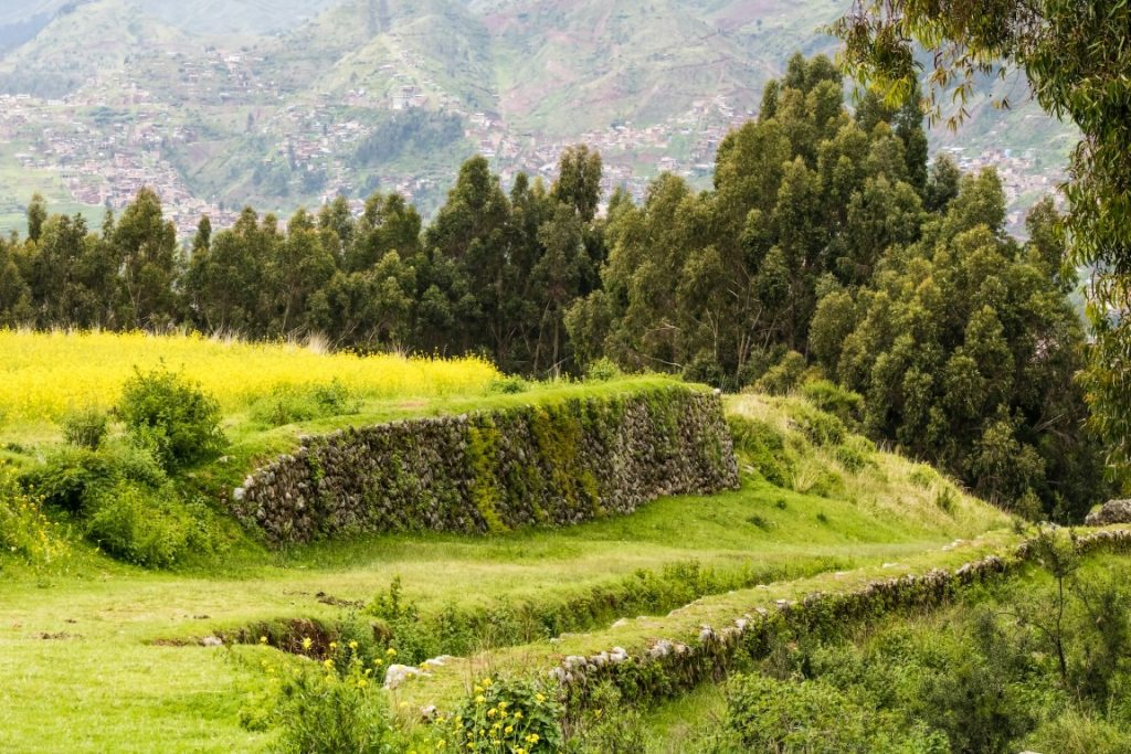 green plants in the inca trail