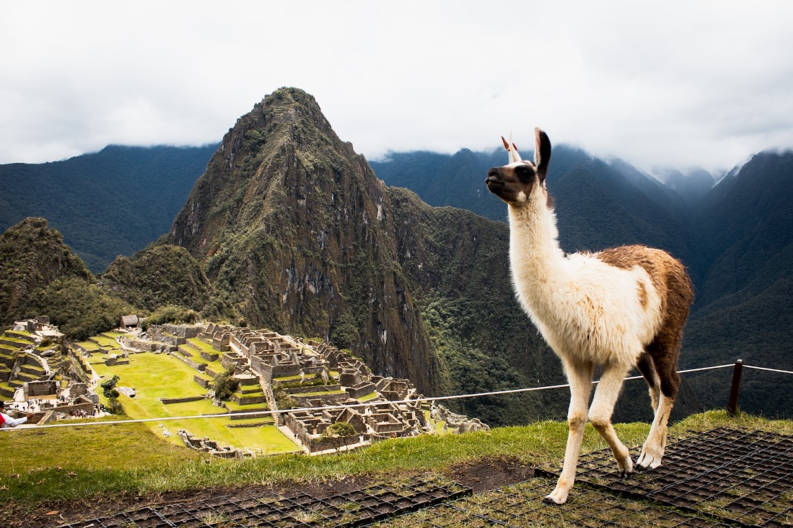 Read more about the article Discover the Diverse Wildlife of Machu Picchu