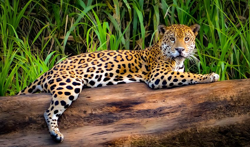 wildflife in puerto maldonado