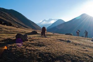 Read more about the article A Journey to Remember: My Lares Trek to Machu Picchu with Bamba Travel