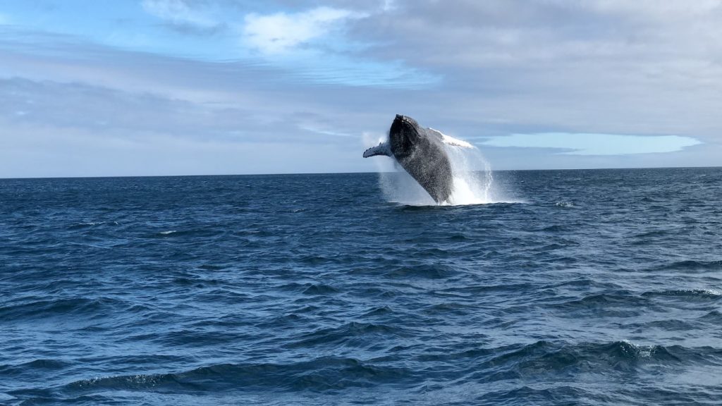 whale jumping in Galapagos, Santa Cruz, Ecuador