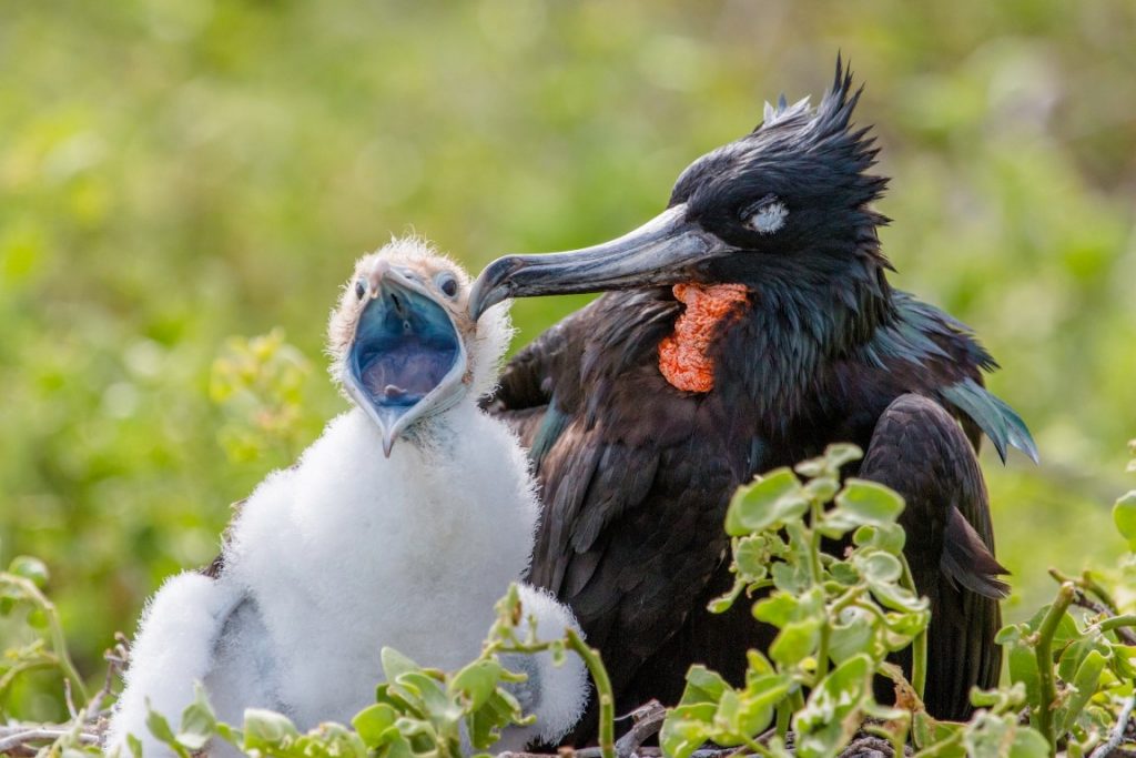 birds in Galapagos Islands, Ecuador