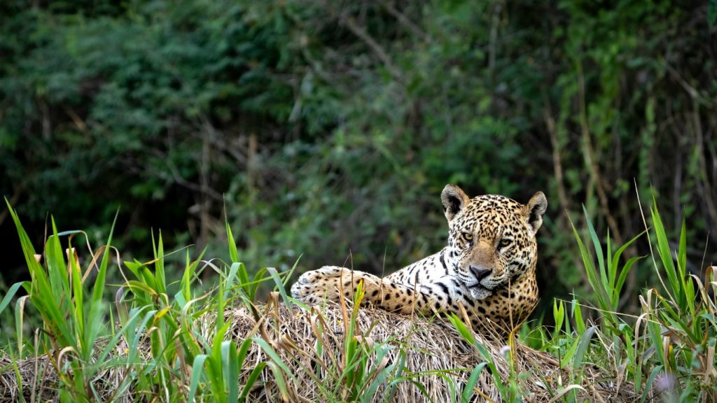 cheetah pantanal brazil