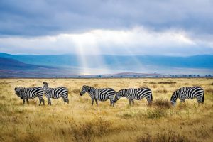 Read more about the article Vacationing in Tanzania: A Journey through Nature’s Paradise
