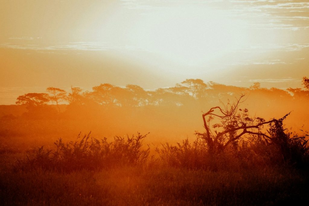 pantanal brazil dusk