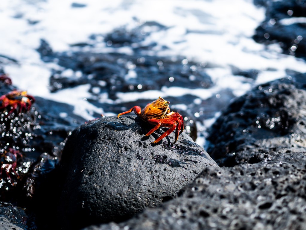 red crab Galapagos Island, Santa Cruz, Ecuador