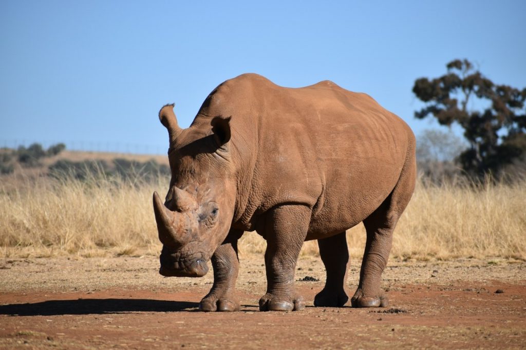 rhinoceros