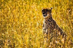 Read more about the article Untamed Splendor: My 5-Day Safari Odyssey through Tanzania