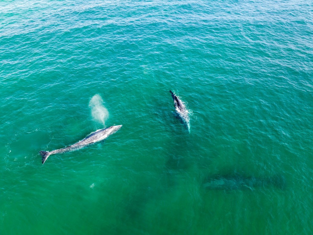 fish in mexico