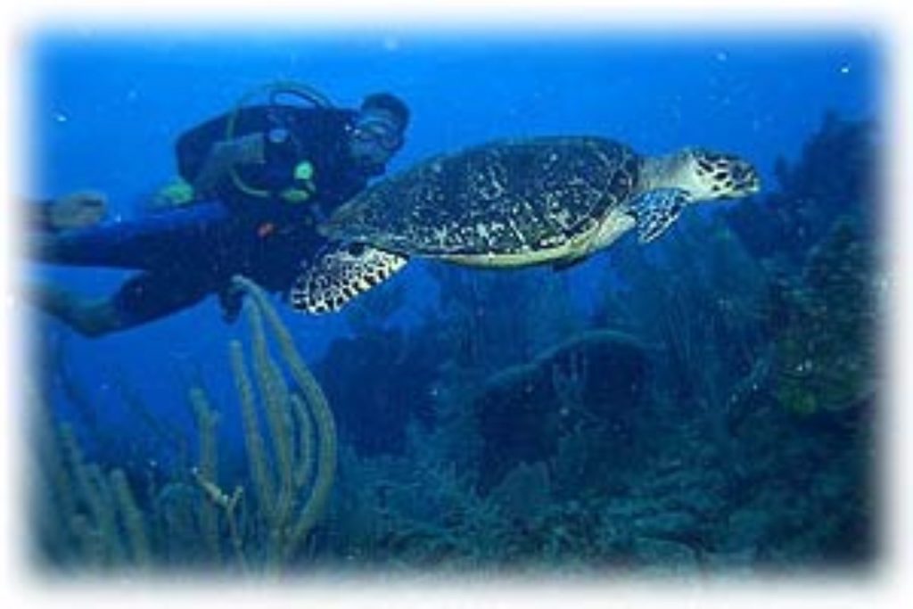 glovers reef atoll belize