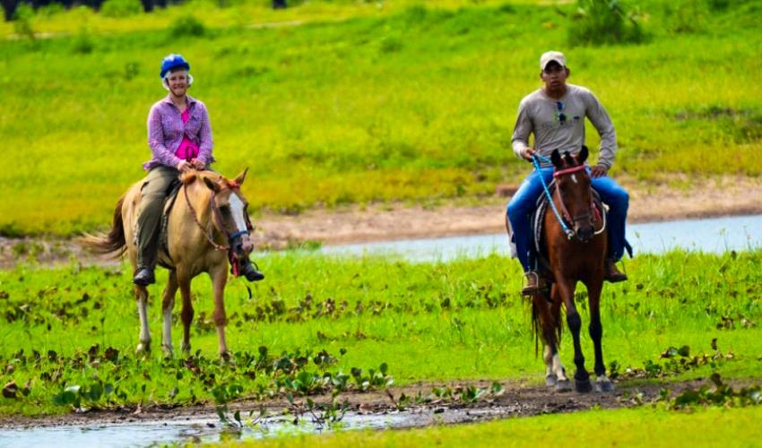 pantanal horse