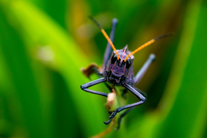 Puerto Viejo de Talamanca, Costa Rica grasshopper