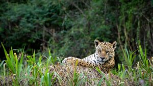 Read more about the article Echoes of the Wild: A Heart Doctor’s Journey through Brazil’s Pantanal