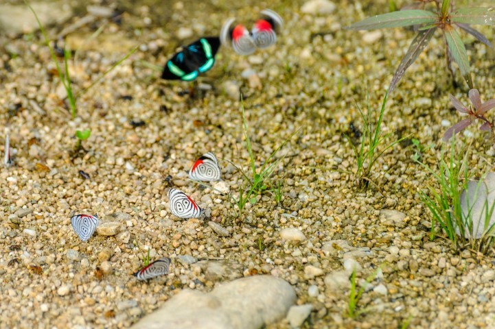 tena ecuador butterfly