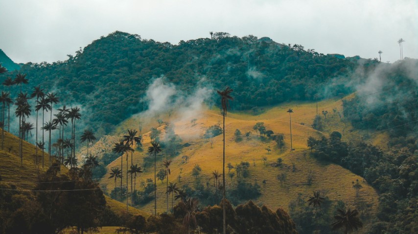 cocora colombia