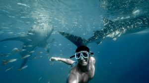 Read more about the article An Unforgettable Baja Honeymoon: Diving with Mexico’s Whales and Wonders