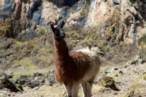 Read more about the article My Inspiring Journey on the Lares Trek to Machu Picchu