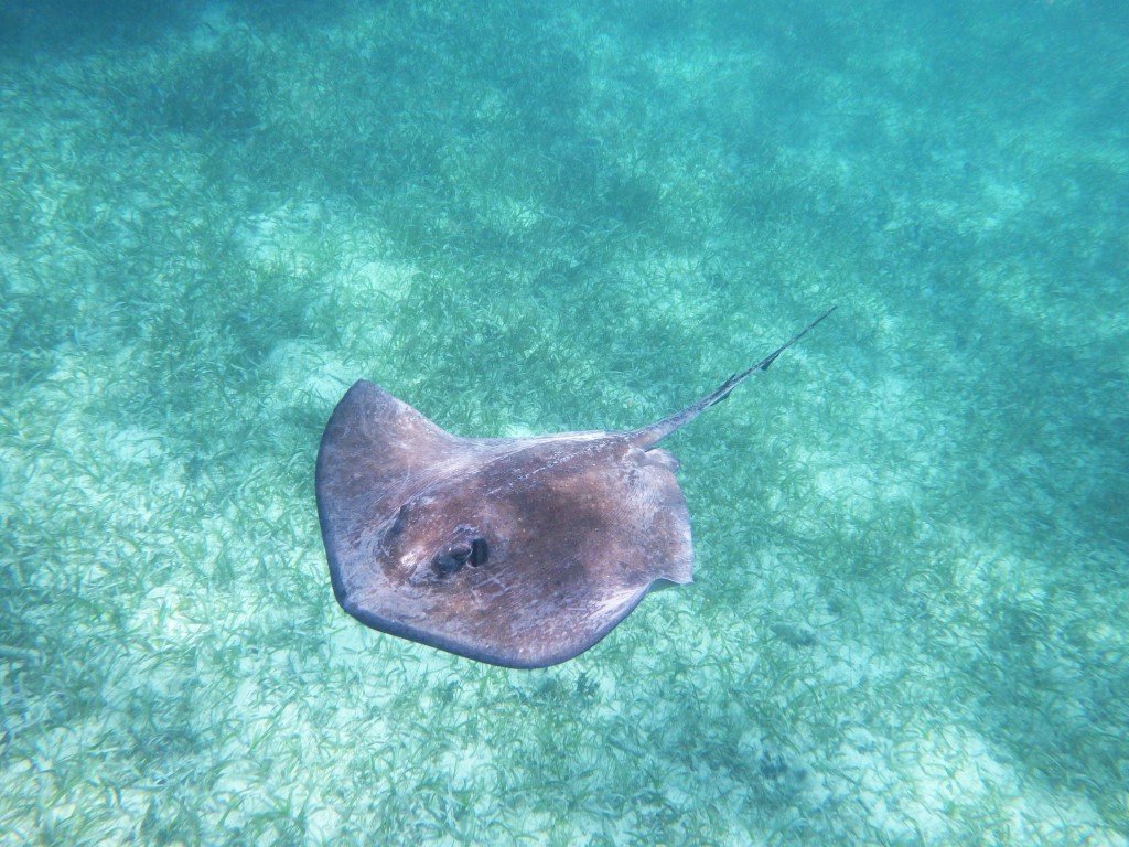 Hol Chan Marine Reserve, Belize