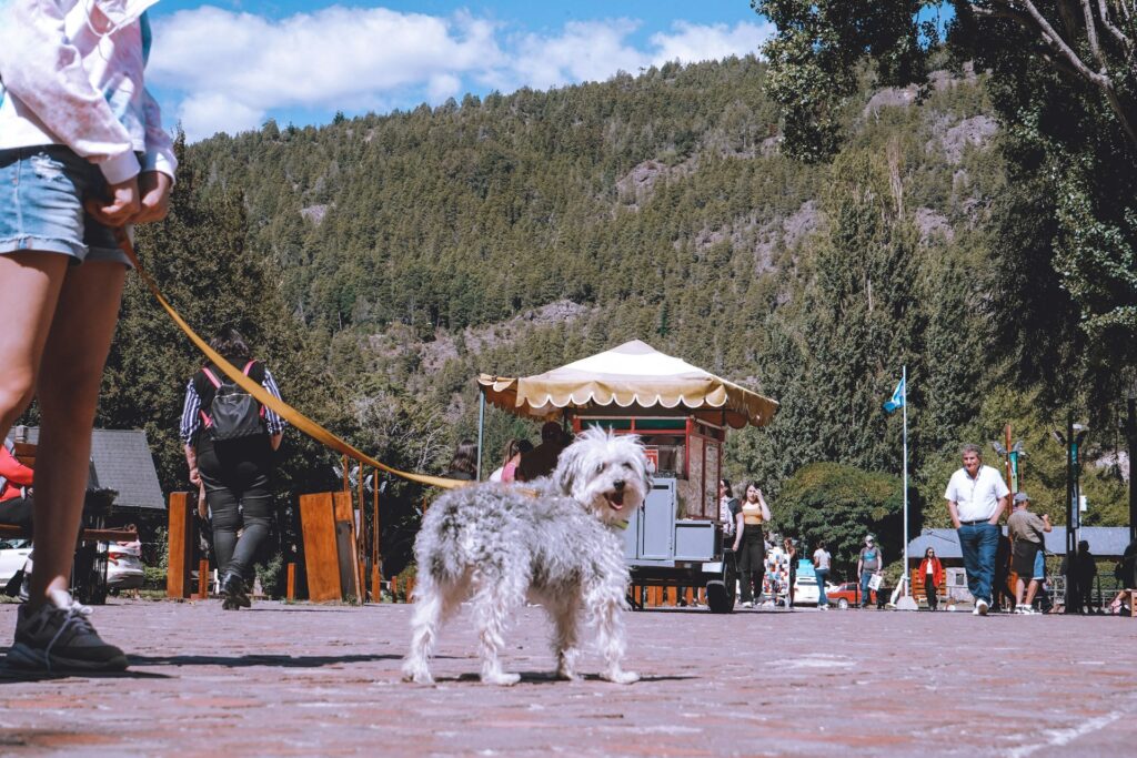 bariloche argentina dog